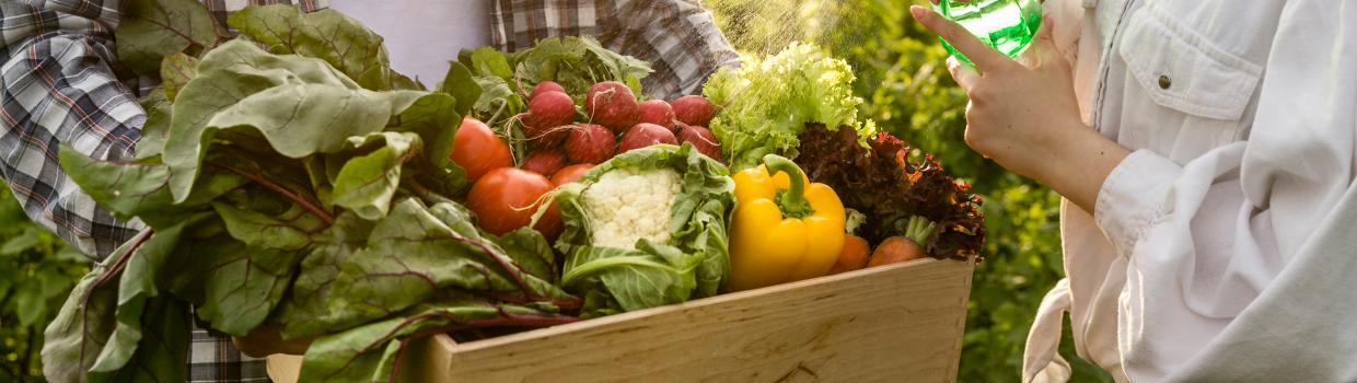 Sunshine weather, man holding box of fresh and juicy vegetables and in frame hands of women sprinking vegetables with water